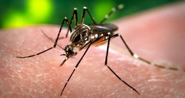 como eliminar o Aedes Aegypti